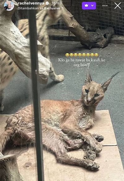 Kucing Caracal Viral usai Diduga Ditelantarkan Okin, Ternyata Termasuk Jenis Satwa Liar Bukan Peliharaan