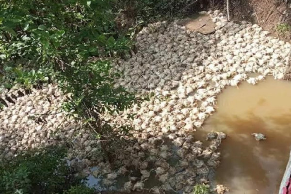 Keterlaluan! Ribuan Bangkai Ayam Dibuang ke Sungai Pinang, Ini Penampakannya