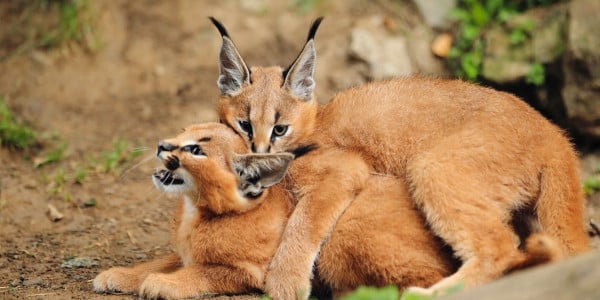 Harga Puluhan Juta, Ini Alasan Kucing Caracal Diminati Orang Kaya