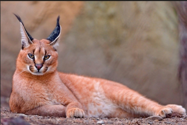 Kucing Hutan Peliharaan Okin Mati, di India Statusnya Terancam Punah