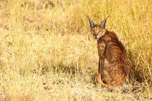 Harga Puluhan Juta, Ini Alasan Kucing Caracal Diminati Orang Kaya