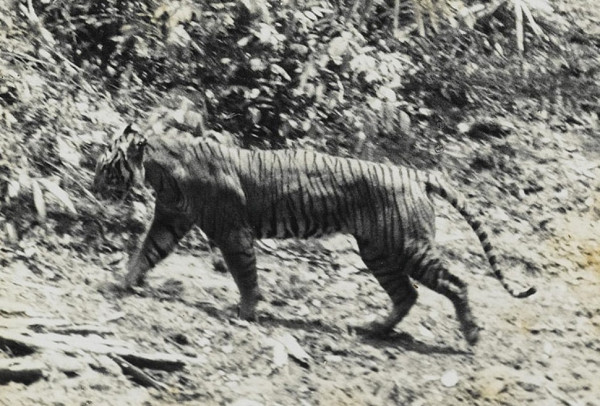 Berapa Jumlah Populasi Harimau Jawa? Menengok Kisah Tragis Sang Raja Rimba