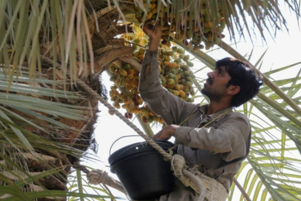 3 Festival Kurma Terbesar di Saudi