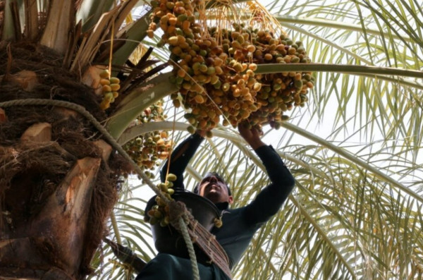 3 Festival Kurma Terbesar di Saudi