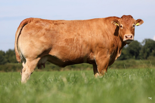 7 Sapi Terbesar di Dunia: Dominasi Prancis dan Fakta Menarik