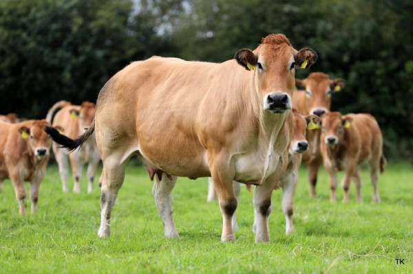 7 Sapi Terbesar di Dunia: Dominasi Prancis dan Fakta Menarik