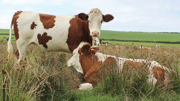 7 Sapi Terbesar di Dunia: Dominasi Prancis dan Fakta Menarik