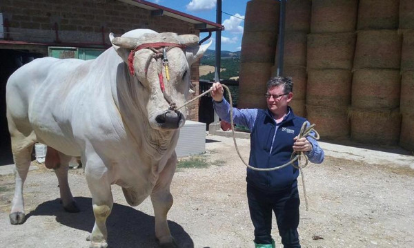 7 Sapi Terbesar di Dunia: Dominasi Prancis dan Fakta Menarik