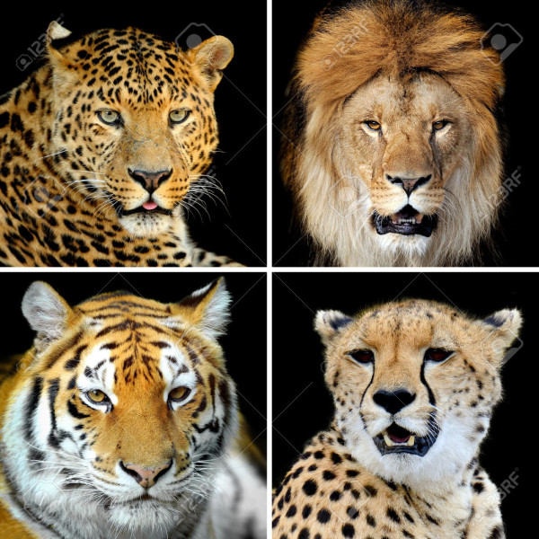 Ini Perbedaan Harimau, Macan, dan Singa yang Perlu Diketahui