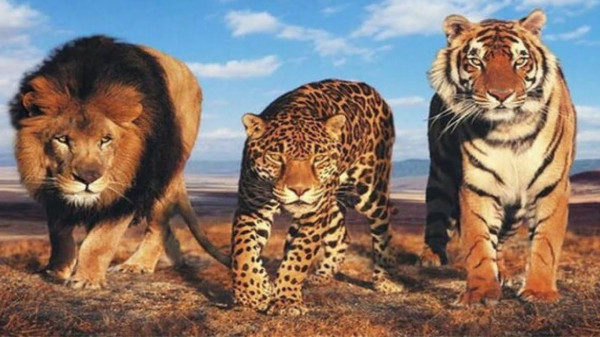 Ini Perbedaan Harimau, Macan, dan Singa yang Perlu Diketahui