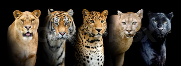 Ini Perbedaan Harimau, Macan, dan Singa yang Perlu Diketahui