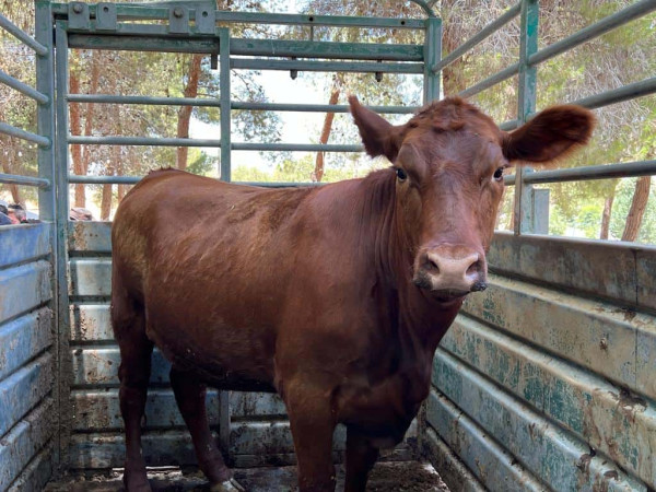 Ritual Kurban Sapi Merah: Makna Religius, Hari Kiamat, dan Pertanda Eskatologis