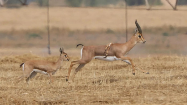 Kelainan Genetik, Rusa Gunung Berkaki Enam Langka Terlihat di Israel