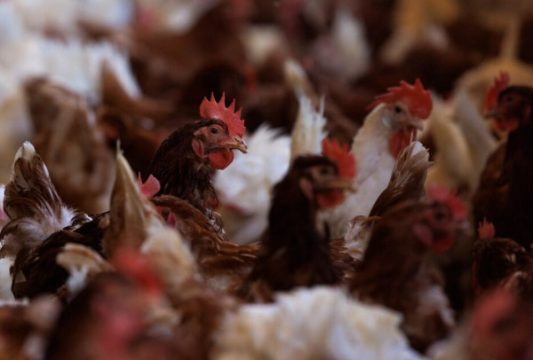 5 Fakta Flu Burung yang Berisiko Menjadi Pandemi Baru