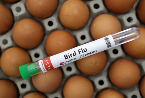 5 Fakta Flu Burung yang Berisiko Menjadi Pandemi Baru