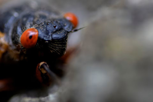 Amerika Diserbu Quadriliun Jangkrik! Waspada Kiamat Jangkrik Cicada-geddon!