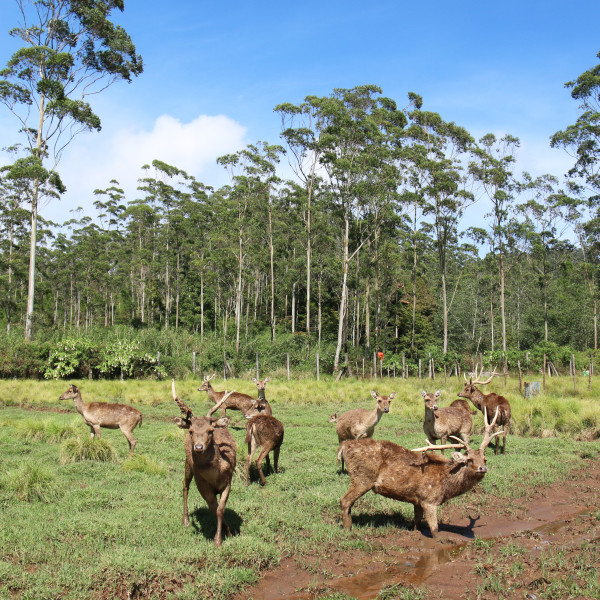 5 Tempat Wisata di Bandung untuk Libur Lebaran Bareng Keluarga, Bisa Kulineran