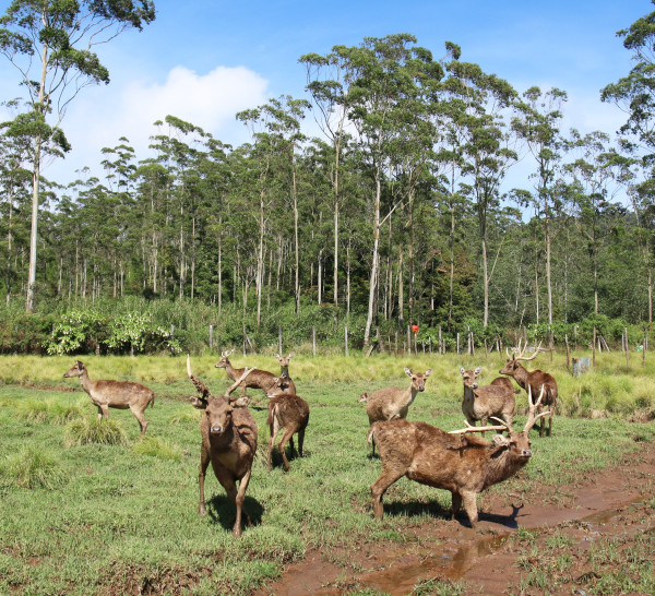 5 Tempat Wisata di Bandung untuk Libur Lebaran Bareng Keluarga, Bisa Kulineran