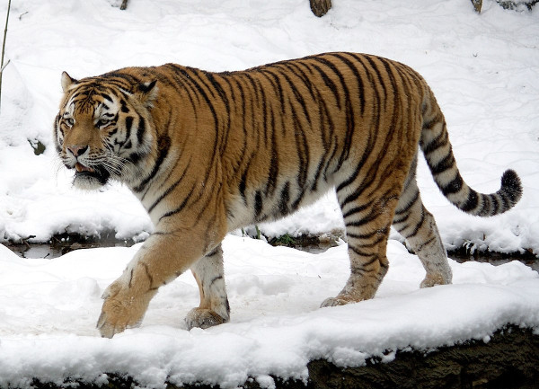 Ini 4 Harimau Terbuas di Dunia, No 3 dari Indonesia
