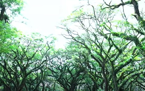 5 Destinasi Wisata di Banyuwangi Selain Kawah Ijen
