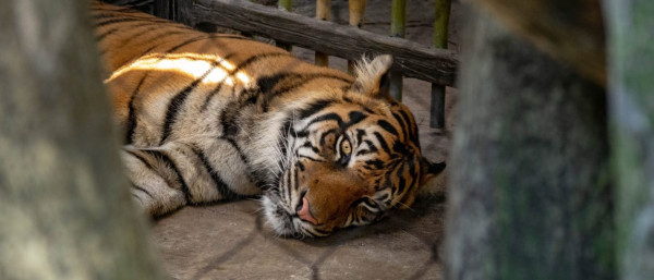 5 Bahaya Harimau Sebagai Hewan Peliharaan: Masalah Legalitas hingga Rentan Penyakit