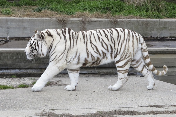 3 Perbedaan Harimau Putih dan Harimau Biasa, Selain dari Warnanya