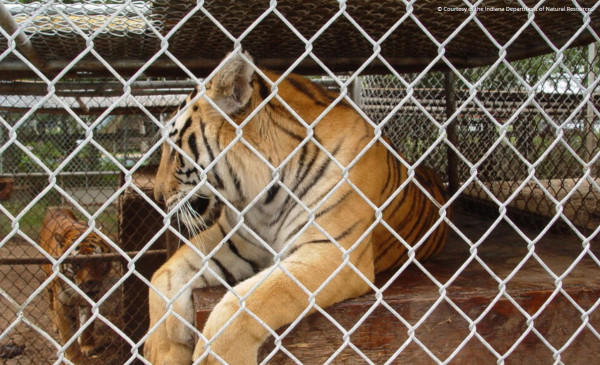 5 Bahaya Harimau Sebagai Hewan Peliharaan: Masalah Legalitas hingga Rentan Penyakit
