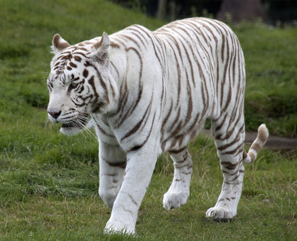 3 Perbedaan Harimau Putih dan Harimau Biasa, Selain dari Warnanya