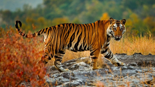 Apakah Harimau Adalah Kucing? Ini Jawabannya!