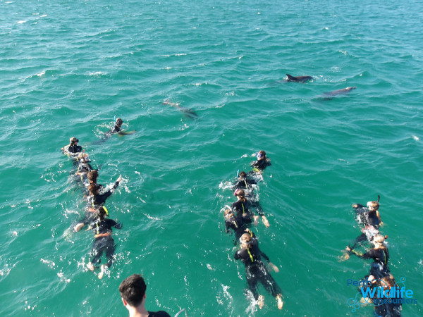 Seru Banget Renang di Laut Bareng Lumba-Lumba di Rockingham Perth