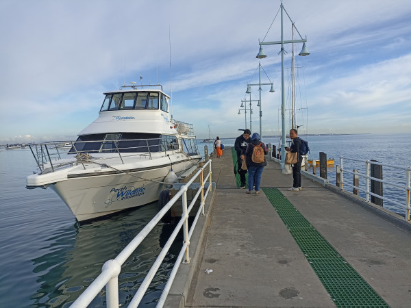 Seru Banget Renang di Laut Bareng Lumba-Lumba di Rockingham Perth