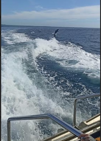 Seru Banget Renang di Laut Bareng Lumba-Lumba di Rockingham Perth