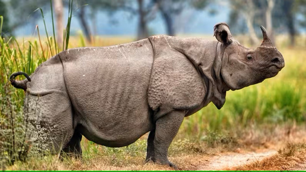 5 Fakta Badak Jawa, Satwa Langka Asal Indonesia yang Terancam Punah