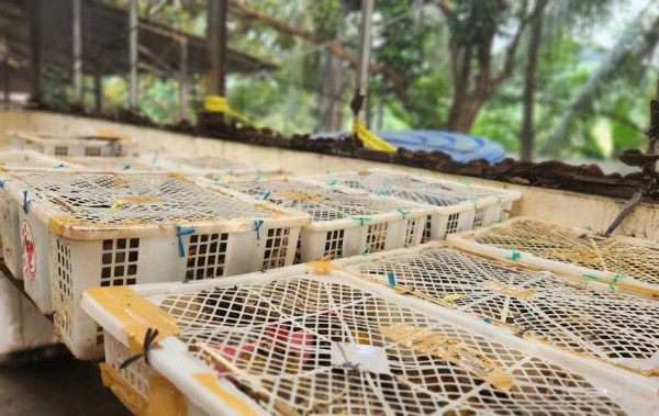 BKHIT Lampung Gagalkan Pengiriman 2.540 Ekor Burung ke Bandung