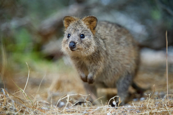 5 Fakta Quokka, Hewan Paling Bahagia di Bumi yang Selamat Karena Foto Selfie