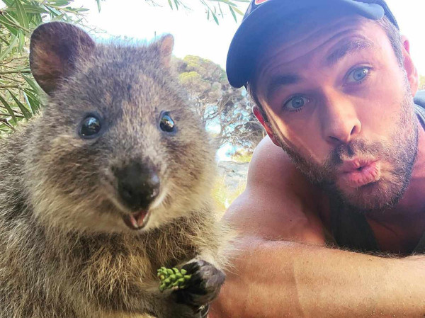 5 Fakta Quokka, Hewan Paling Bahagia di Bumi yang Selamat Karena Foto Selfie