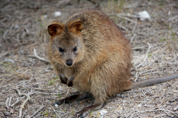 Selfie Bareng Quokka dan Melihat Kawanan Lumba-Lumba di Pulau Rottnest Australia