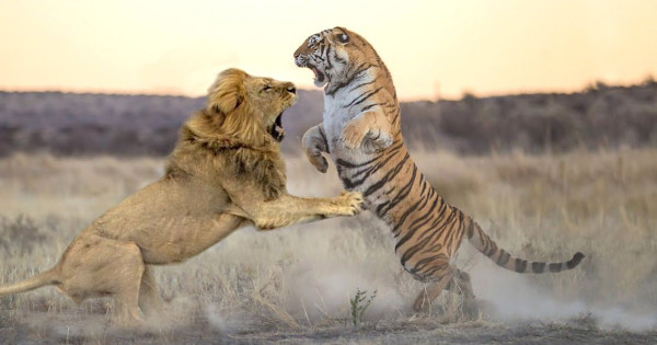 Mengapa Harimau Tidak Disebut Raja Hutan?