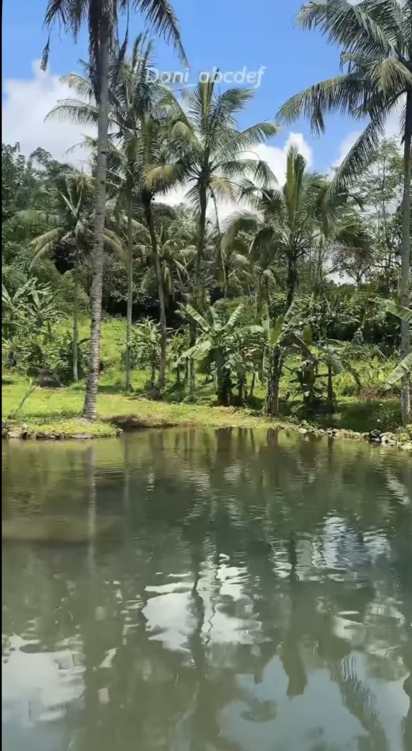 Liburan ke Wisata Air Tejaherang Subang, Kolam Alami di Tengah Sawah Hijau