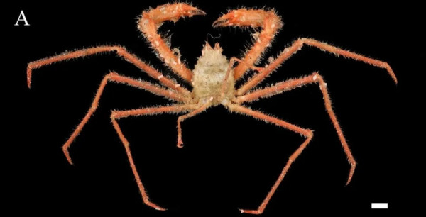 Ilmuwan Temukan Spesies Kepiting Baru, dengan Cakar Setajam Silet