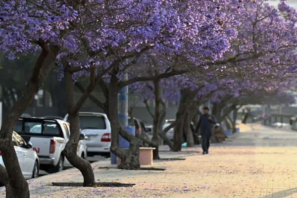 Menakjubkan, Ribuan Bunga Jacaranda Mekar di Arab Saudi