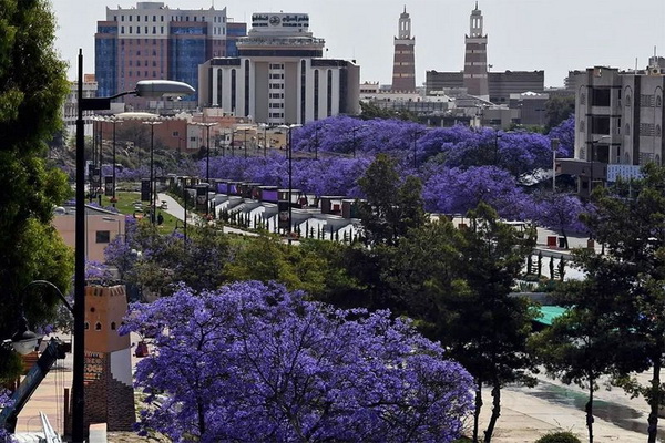 Menakjubkan, Ribuan Bunga Jacaranda Mekar di Arab Saudi