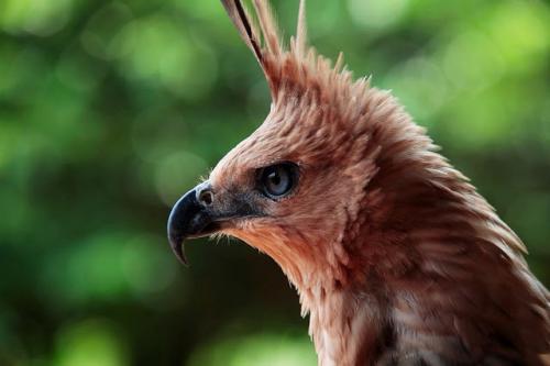 Fakta tentang Elang Jawa yang Dijadikan Lambang Garuda