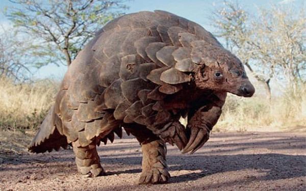 Bukan Predator, 5 Hewan Ini Ditakuti Ular Karena Kebal Racun
