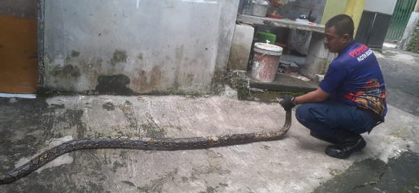 Geger! Ular Sanca Sepanjang 4 Meter Muncul dari Kloset Jongkok