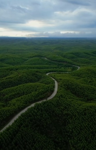 Viral! Jalan Raya di Kalimantan Timur bak di Film Twilight, Diimpit Hamparan Hutan