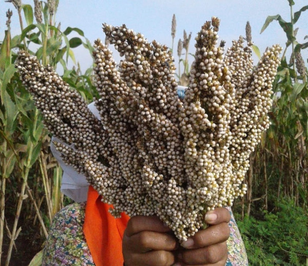 Bukan Nasi, Ternyata Sorgum Jadi Makanan Pokok para Raja Abad ke-5