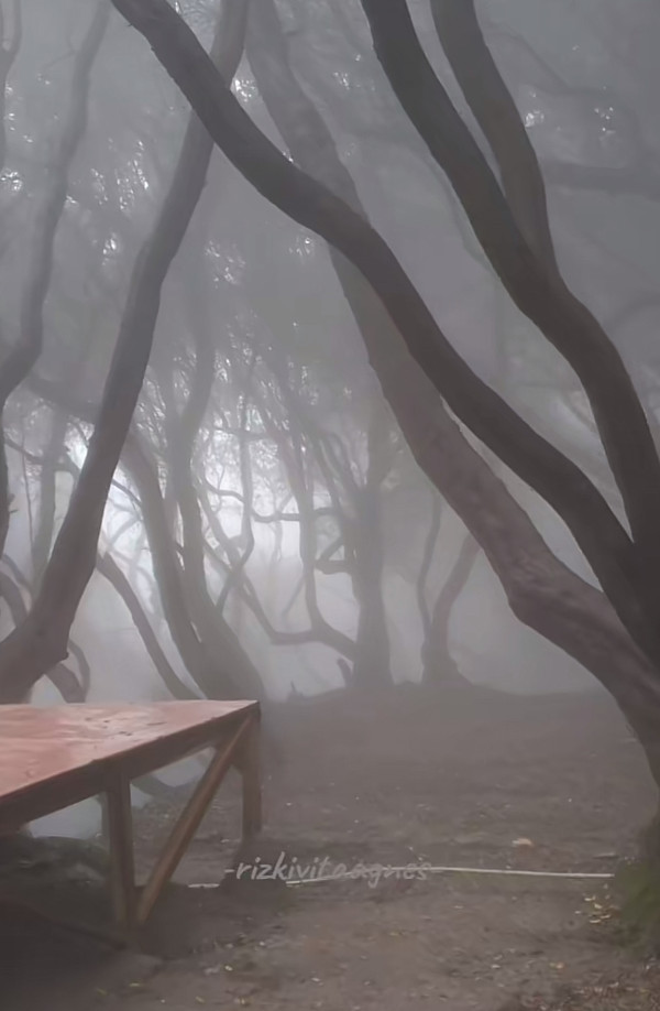 Viral! Warung Makan di Tangkuban Parahu Punya Pemandangan Hutan bak Film Harry Potter