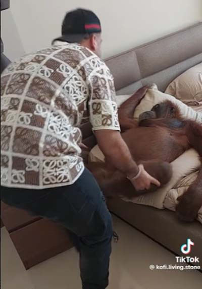Pria Asing Diduga Lecehkan Orangutan, Netizen Geram