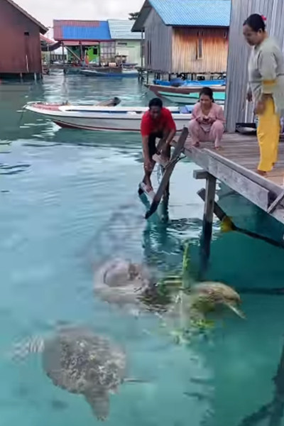 Viral! Momen Warga Pulau Derawan Beri Makan Penyu Langsung di Belakang Rumah, Netizen Iri